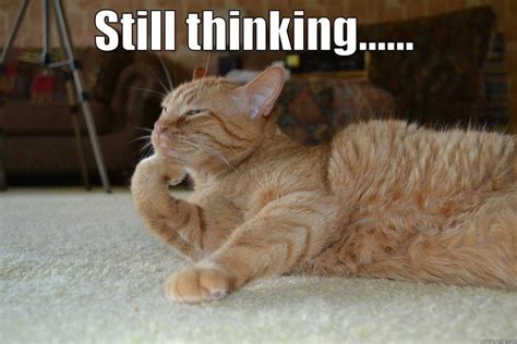 thinking cat meme|funny cat images meme.